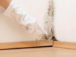 Mold Documentation for Insurance Claims in Moriches, NY